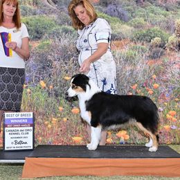 Libby - Australian Shepherd