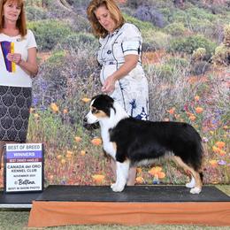Libby - Australian Shepherd