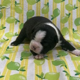 Otto - Brindle and white male Boston Terrier puppy in Fillmore, Illinois from Wind Hill Puppies