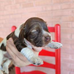 AKC Charlie Brown ( Sable Roan ) - Brown roan male Cocker Spaniel puppy in New Market, Tennessee from Down in the Holler