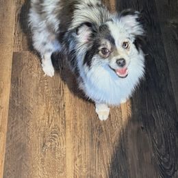 Bella - Toy Australian Shepherd