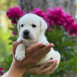 Hope - Yellow female Labrador Retriever puppy in Cave Junction, Oregon from Serenity Labradors