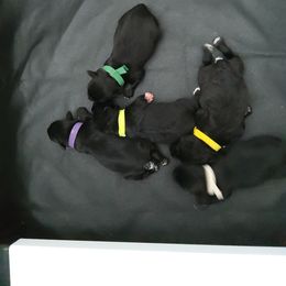 Miniature Schnauzer Puppies from VonHall Miniature Schnauzer