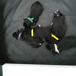 Miniature Schnauzer Puppies from VonHall Miniature Schnauzer