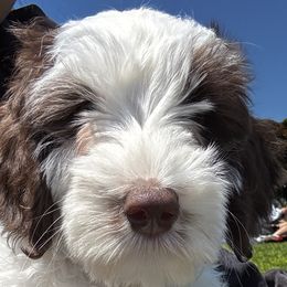 Australian Labradoodles from Pawfectdoodles