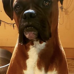 Boxers from Texas Vel-Hi  Kennels