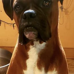 Boxers from Texas Vel-Hi  Kennels