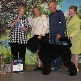 Black Russian Terriers from Red Shadow Black Russian Terriers