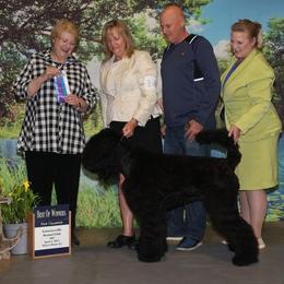 Black Russian Terriers from Red Shadow Black Russian Terriers