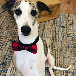 Rocky - Whippet