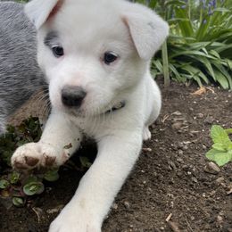 Australian Cattle Dog Puppies from Foxglove Field Farm