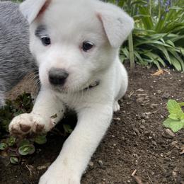 Australian Cattle Dog Puppies from Foxglove Field Farm