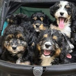 Bernedoodles, Cavalier King Charles Spaniels, Cavapoos, Goldendoodles, and Shihpoos from NC Doodle Puppies