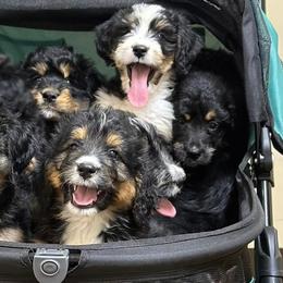 Bernedoodles, Cavalier King Charles Spaniels, Cavapoos, Goldendoodles, and Shihpoos from NC Doodle Puppies