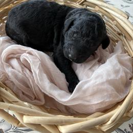 Cobi - Black male Goldendoodle puppy in Mesa, Arizona from Schmidt’s Doxies N Doodles