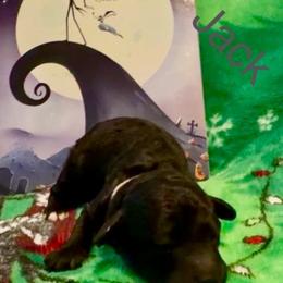 Jack Skellington - Blue male Poodle puppy in Norman, Oklahoma from ShowME Miniature Poodles