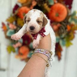Princess Dot (Maroon) - Parti female Poodle puppy in Stuart Fl, Florida from Lincoln & Lady Co.