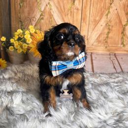 Cooper - Black and tan male Cavalier King Charles Spaniel puppy in Macks Creek, Missouri from Fluffy Buttz