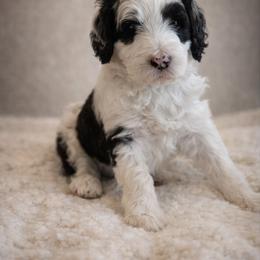 Bell - Black and white female Sheepadoodle puppy in Tennessee, Illinois from The Artman Family