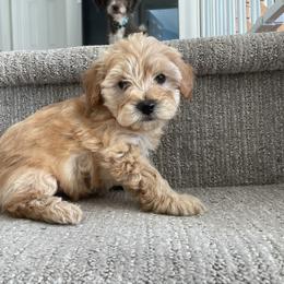 Strawberry Shortcake - Apricot female Yorkipoo puppy in Stafford, Virginia from Morris Doodles Virginia