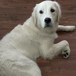 Golden Retrievers from LCK Southern Pups
