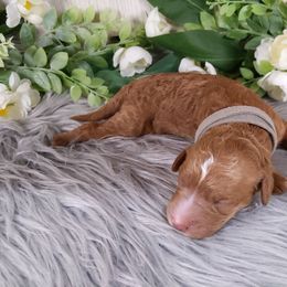 Goldendoodle and Poodle Puppies from Arizona Poodle Queen