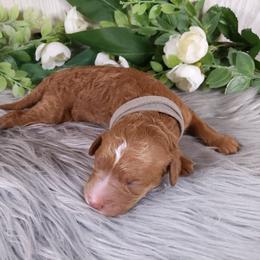Goldendoodle and Poodle Puppies from Arizona Poodle Queen