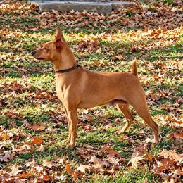 Chiquis - Miniature Pinscher