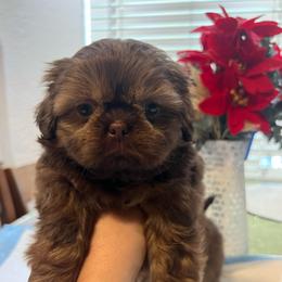 Puppy 2 - Liver male Shih Tzu puppy in Whittier, California from Socal Mother Of Shih Tzus