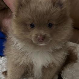 Chrissy (Three's Company) - Cream sable parti female Pomeranian puppy in Plano, Texas from Madison Park Poms