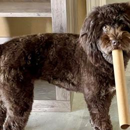 Roux - Schnoodle