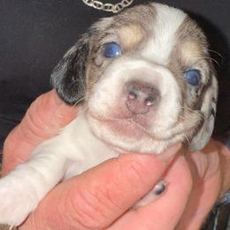 Boy 1 - Piebald male Dachshund puppy in Palm Coast, Florida from Michelle’s Mini Dachshunds