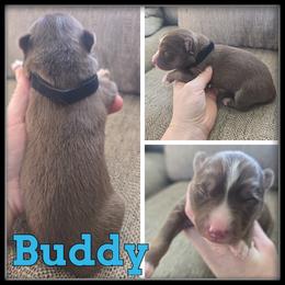 Buddy - Red and white male Siberian Husky puppy in Wheeler, Michigan from Haase Family Kennels