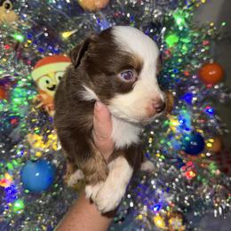 Milo - Red tri male Miniature Australian Shepherd puppy in Angleton, Texas from 4LH Australian shepherds