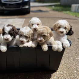 Goldendoodle All Grown Up from Cali Doodles Gone South