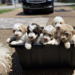 Goldendoodle All Grown Up from Cali Doodles Gone South