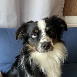 Mango - Miniature Australian Shepherd
