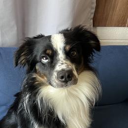 Mango - Miniature Australian Shepherd