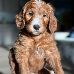 Lola - Red  female Goldendoodle puppy in Yuciapa, California from AlltheDoodlez_