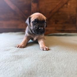 Cane Corso Puppies from Cowan Farms