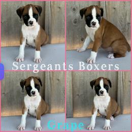 Grape - Fawn male Boxer puppy in Madisonville, Texas from Sergeant's Boxers