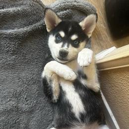 Nyx - Black and white female Alaskan Klee Kai puppy in North Las Vegas, Nevada from Kyrie's Alaskan Klee Kai