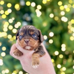 MAX - Chocolate male Cavalier King Charles Spaniel puppy in Jackson, Ohio from The Cavaliers at EAP Acres