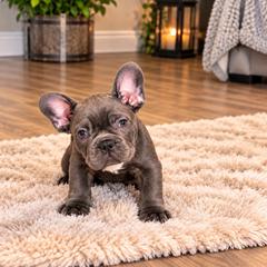 Yellow Collar - Blue fawn female French Bulldog puppy in Easton, Pennsylvania from Luna’s puppies