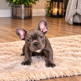 Yellow Collar - Blue fawn female French Bulldog puppy in Easton, Pennsylvania from Luna’s puppies