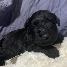 Forest - Green collar (Male black with white chest -small - Black male Miniature Schnauzer puppy in Ravensdale, Washington from Serenity Schnauzers