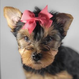 Pink collar girl - Black and tan female Yorkshire Terrier puppy in Jacksonville, Florida from Yorkieology