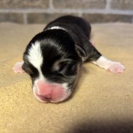 Male - Black and tan male Pembroke Welsh Corgi puppy in Mcarthur, Ohio from Bentley Corgis LLC