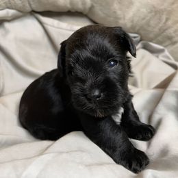 Blackboy - Black male Miniature Schnauzer puppy in Ferndale, Washington from Blackhorse Schnauzers Washington state