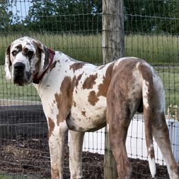 Zydeco - Great Dane